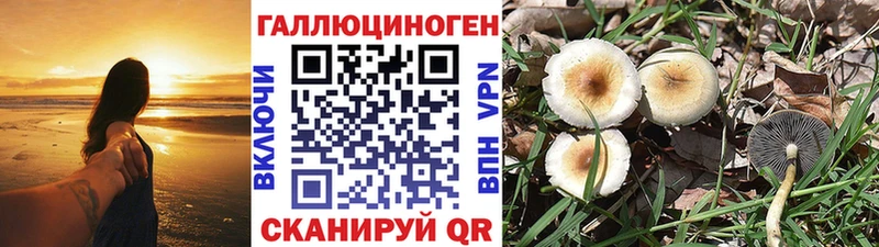 Галлюциногенные грибы Psilocybine cubensis  mega   площадка наркотические препараты  хочу   Жуков 